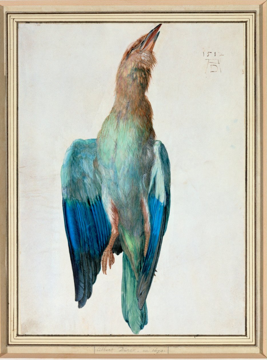 Blue Roller by Albrecht Dürer or Duerer