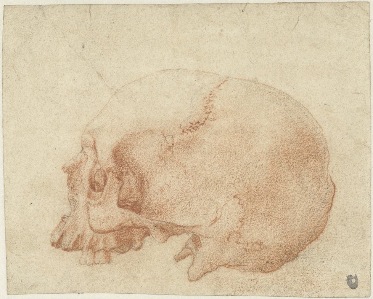 Study of a Skull by Alessandro Allori