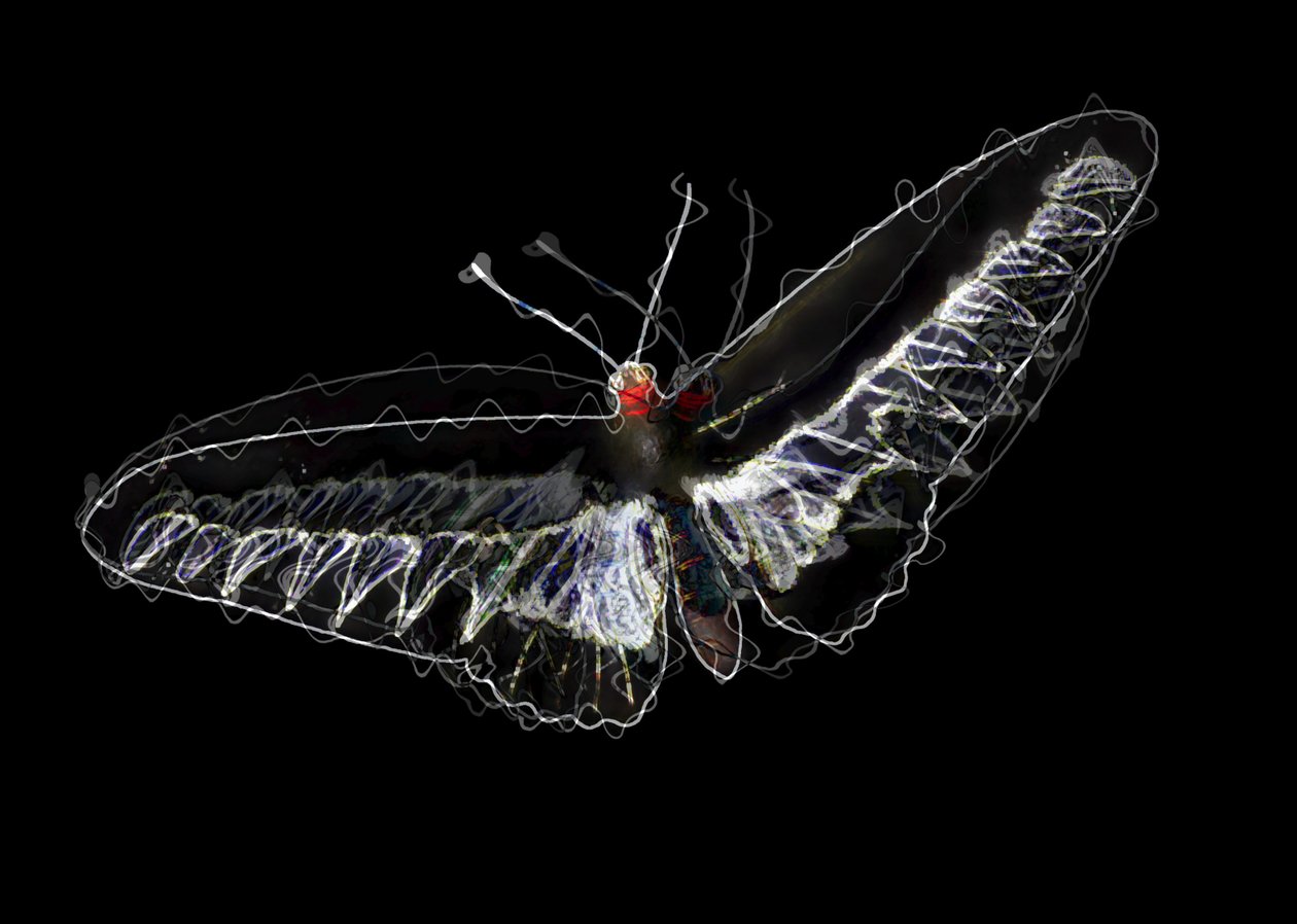 Black Butterfly by Alex Caminker