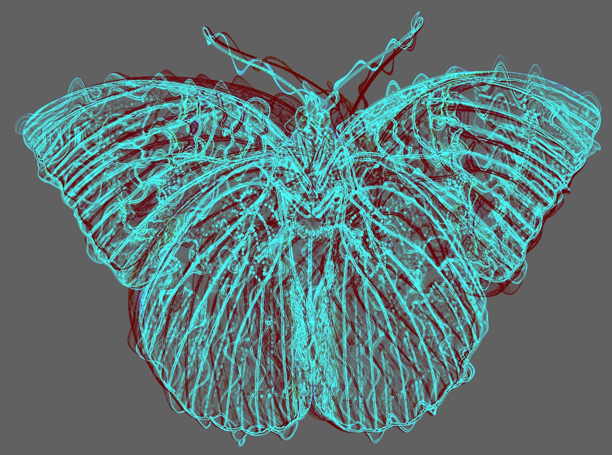 Butterfly 8 by Alex Caminker