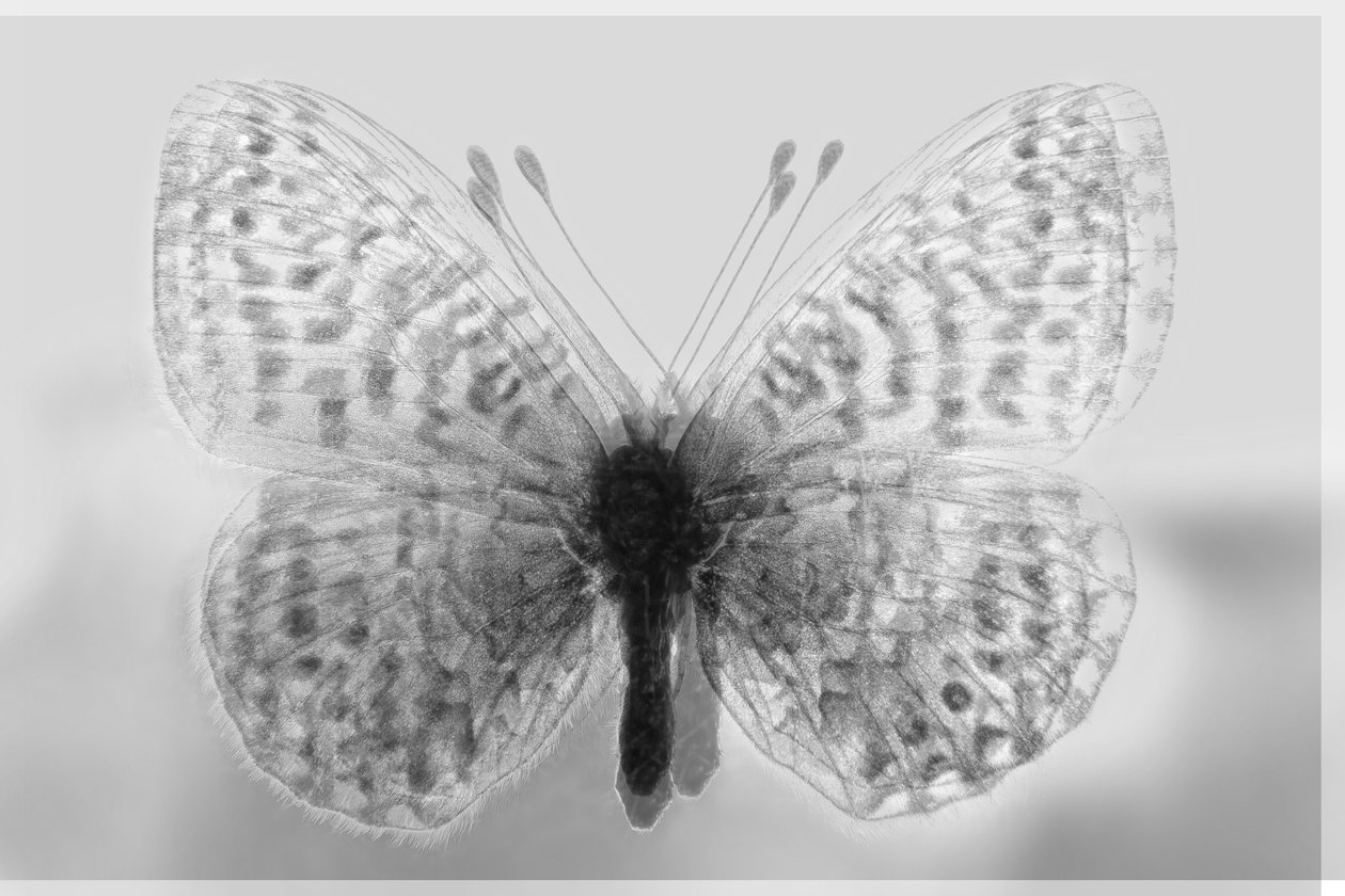 Clarity Butterfly by Alex Caminker