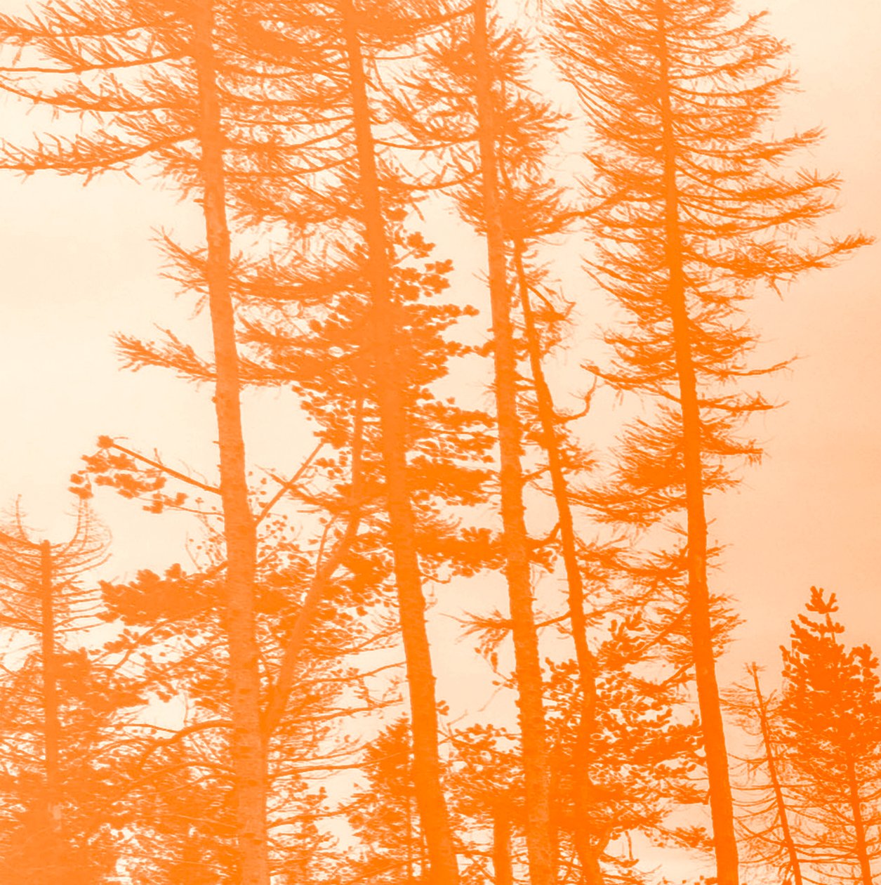 If the Trees Were Orange by Alex Caminker