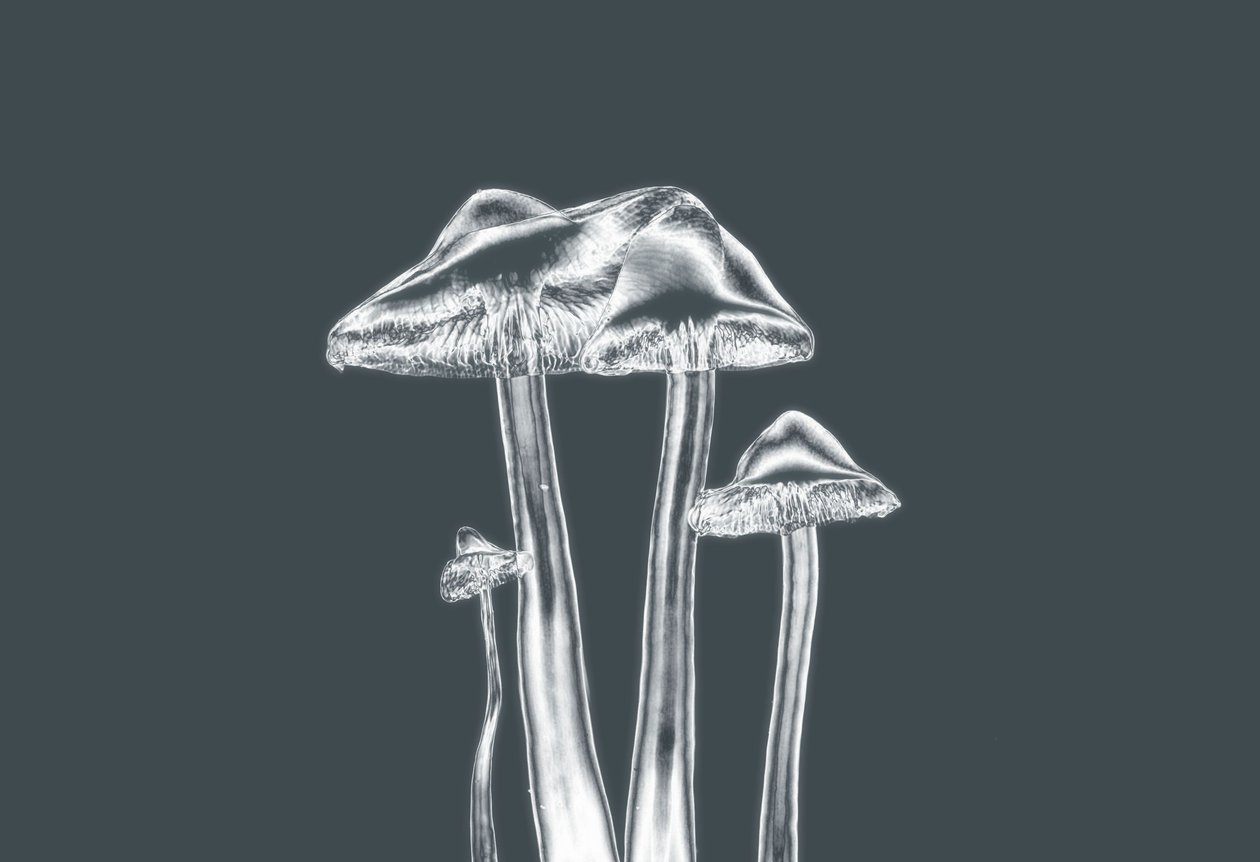 Silver Mushrooms by Alex Caminker