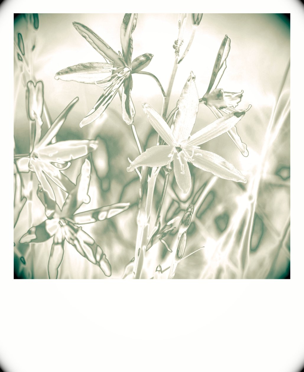 Silver plants by Alex Caminker
