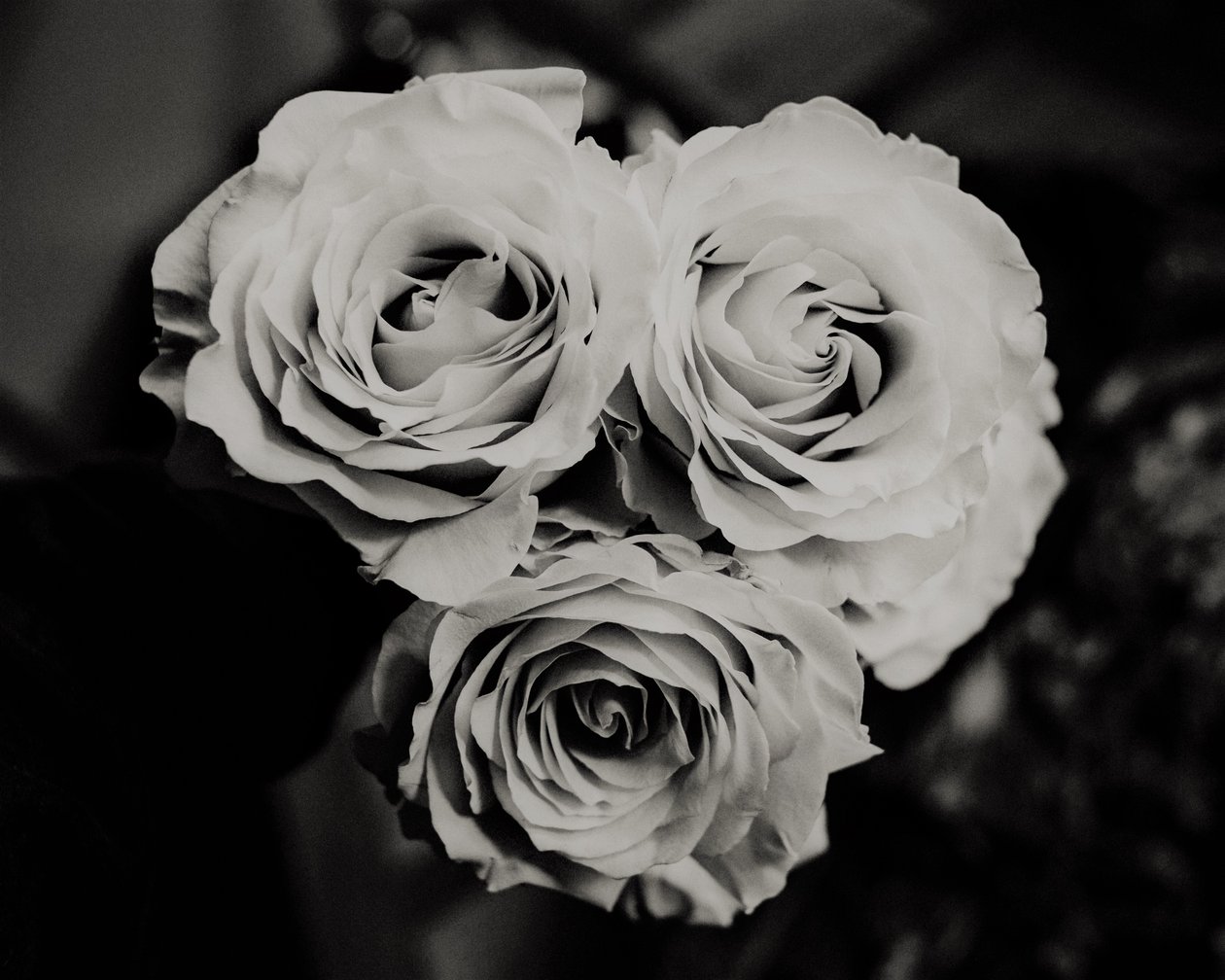 Three Roses by Alex Caminker