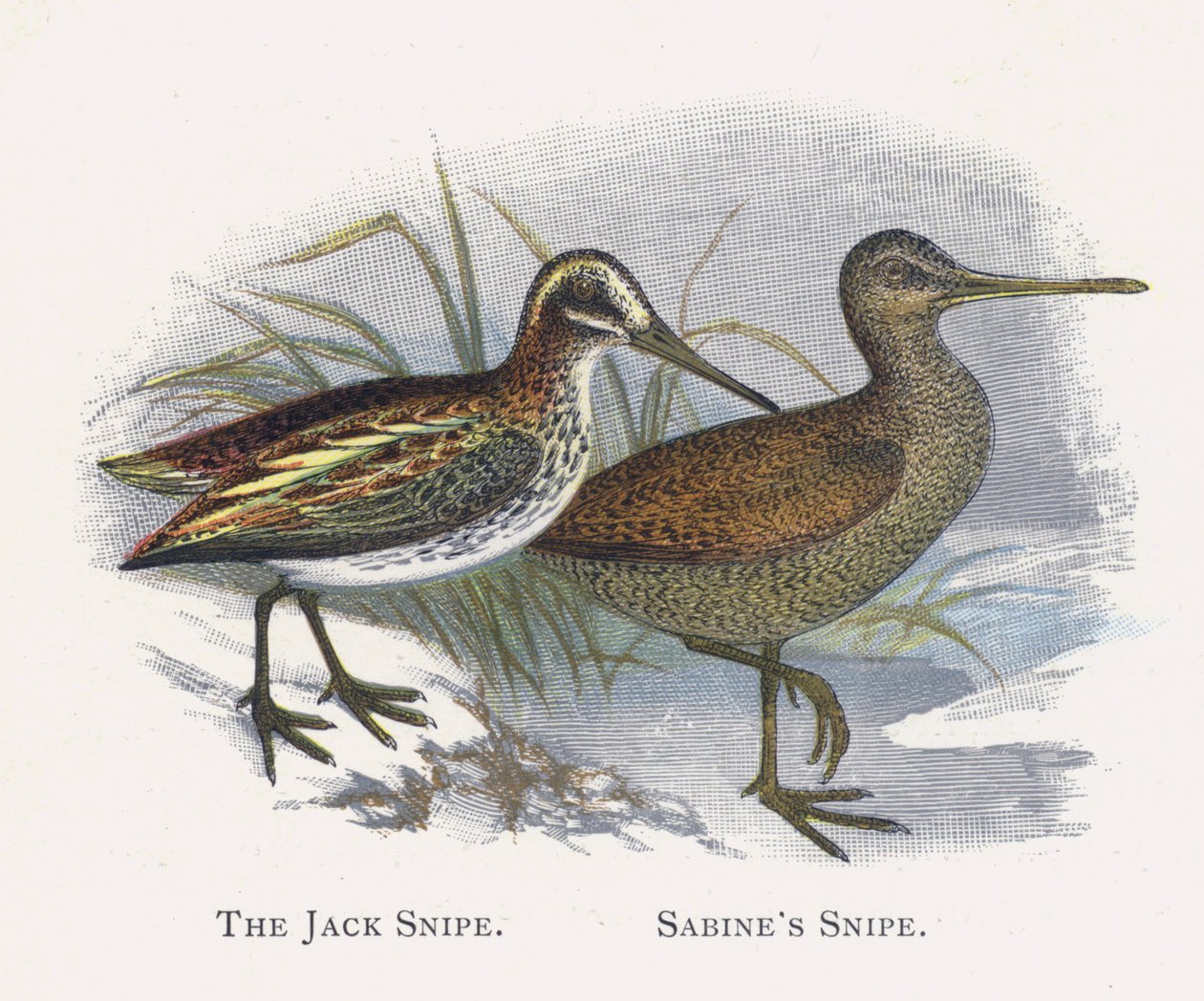 The Jack Snipe, Sabines Snipe by Alexander Francis Lydon