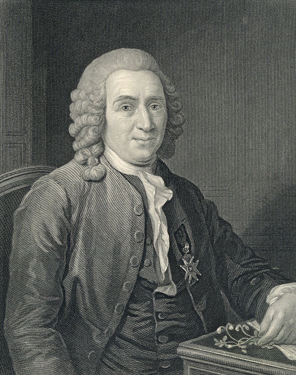 Portrait of Carolus Linnaeus by Alexander (after) Roslin