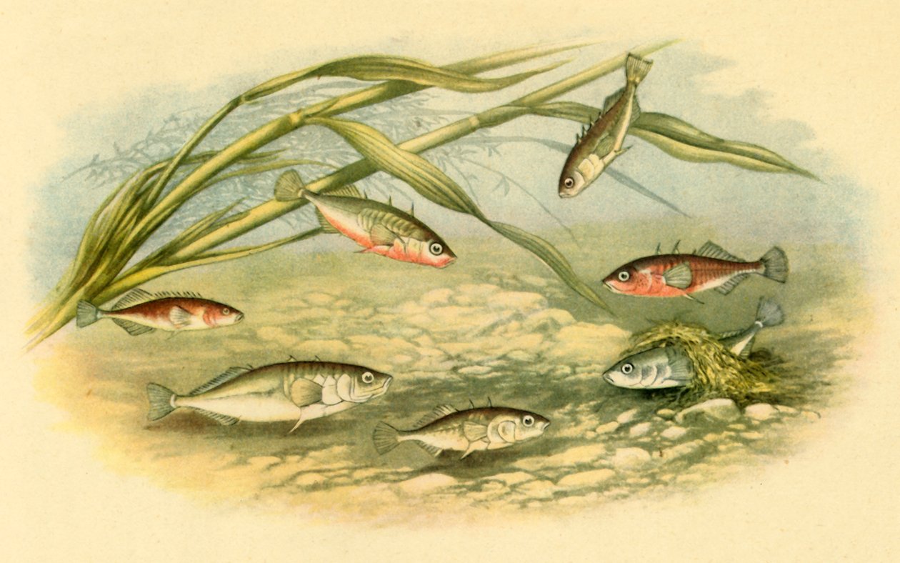 Sticklebacks by Alexander Francis Lydon