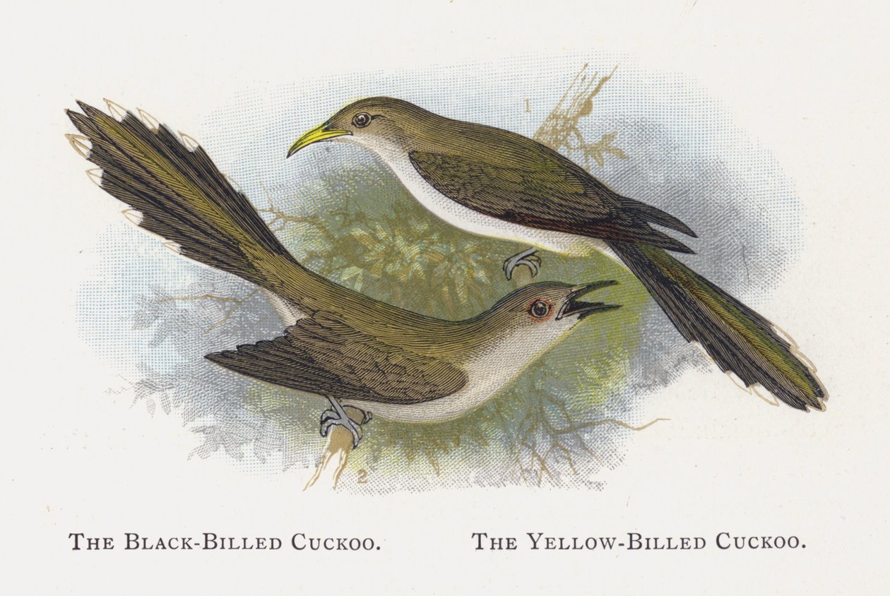 The Black-Billed Cuckoo, The Yellow-Billed Cuckoo by Alexander Francis Lydon