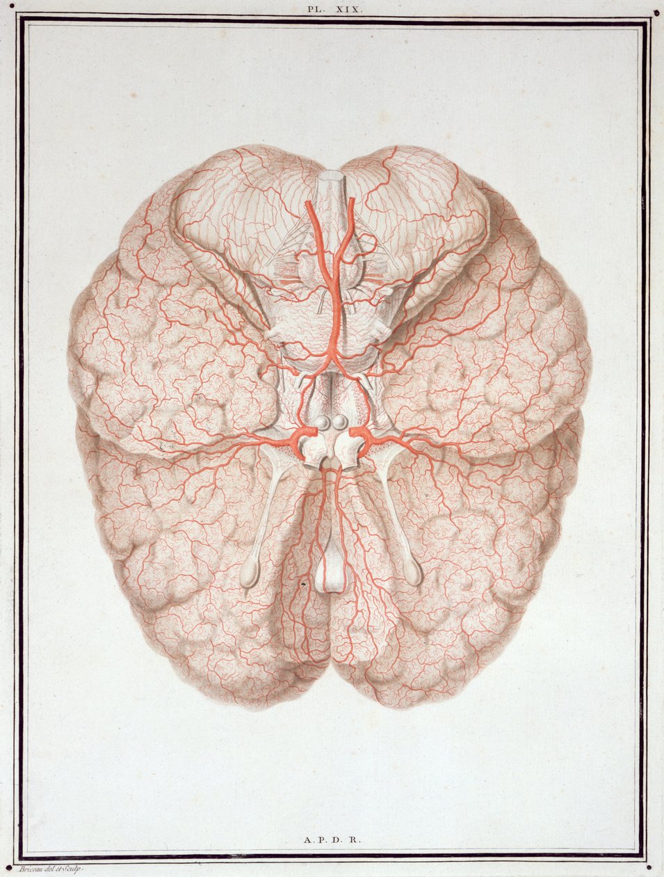 The Brain, from 