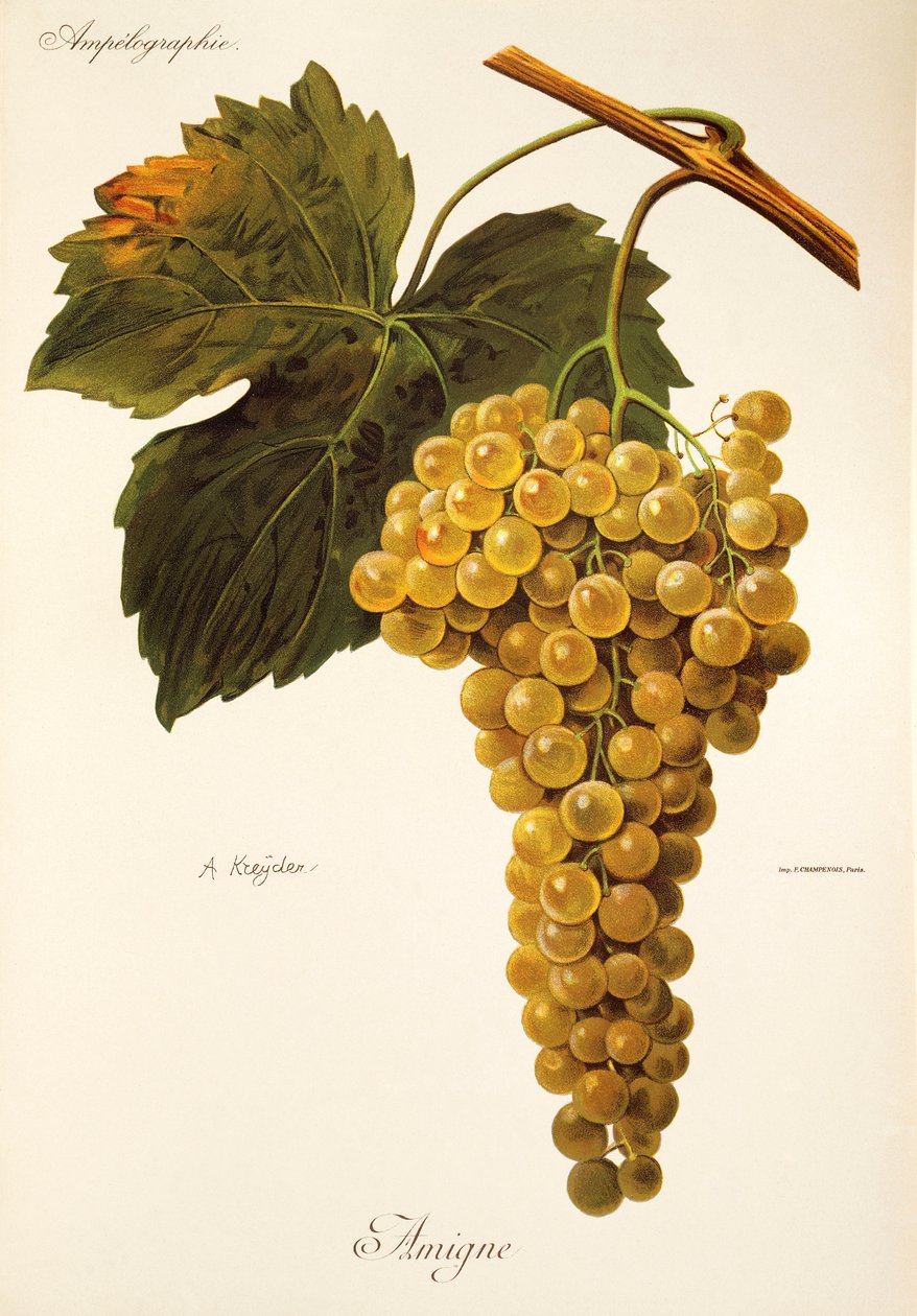 Amigne grape by Alexis Kreyder