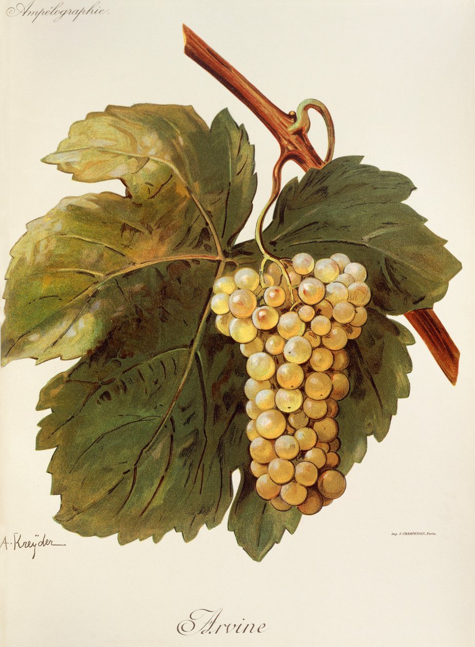 Arvine grape by Alexis Kreyder