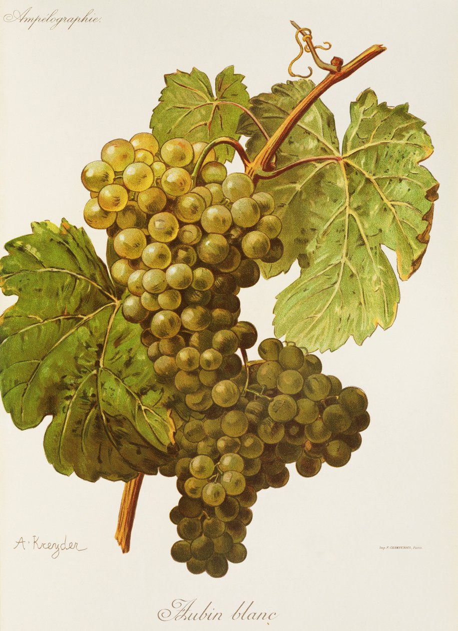 Aubin Blanc Grape by Alexis Kreyder