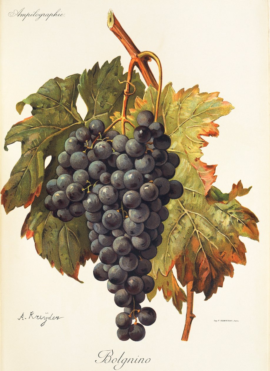 Bolgnino grape by Alexis Kreyder