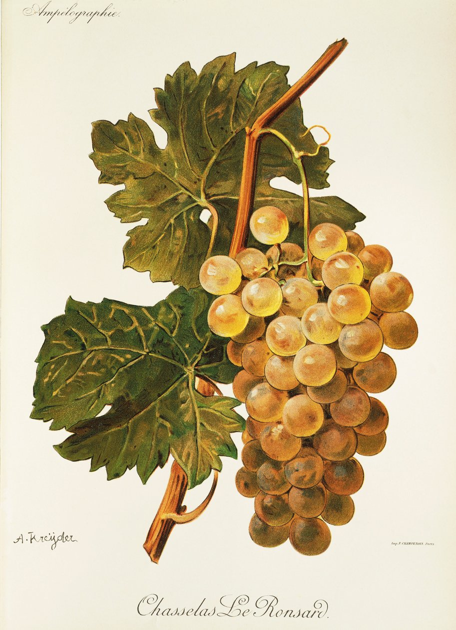 Chasselas Le Ronsard grape by Alexis Kreyder