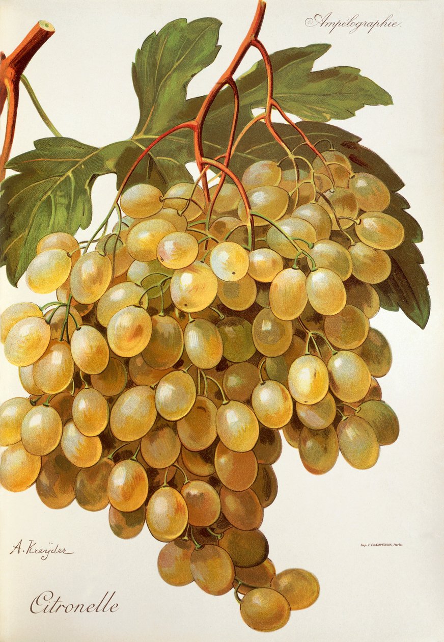 Citronelle grape by Alexis Kreyder