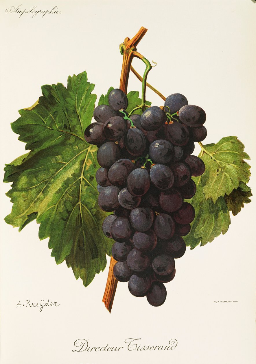 Directeur Tisserand Grape by Alexis Kreyder