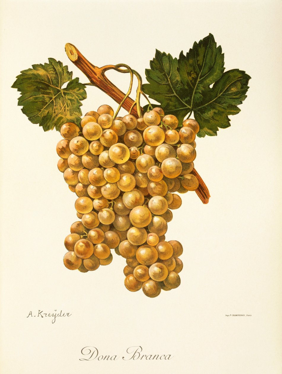 Dona Branca grape by Alexis Kreyder