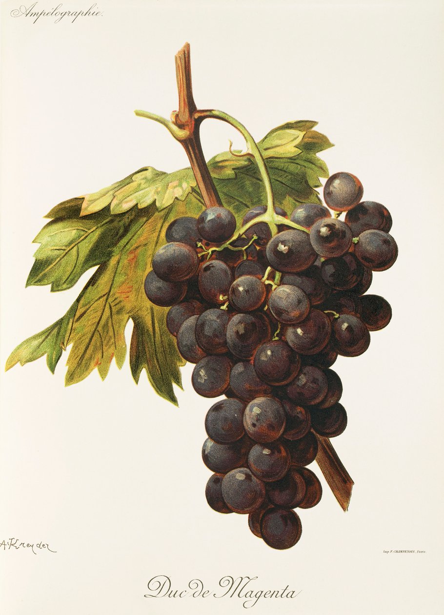Duc de Magenta Grape by Alexis Kreyder