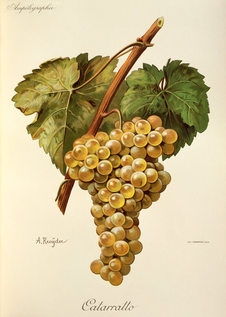 Fiano Grape by Alexis Kreyder