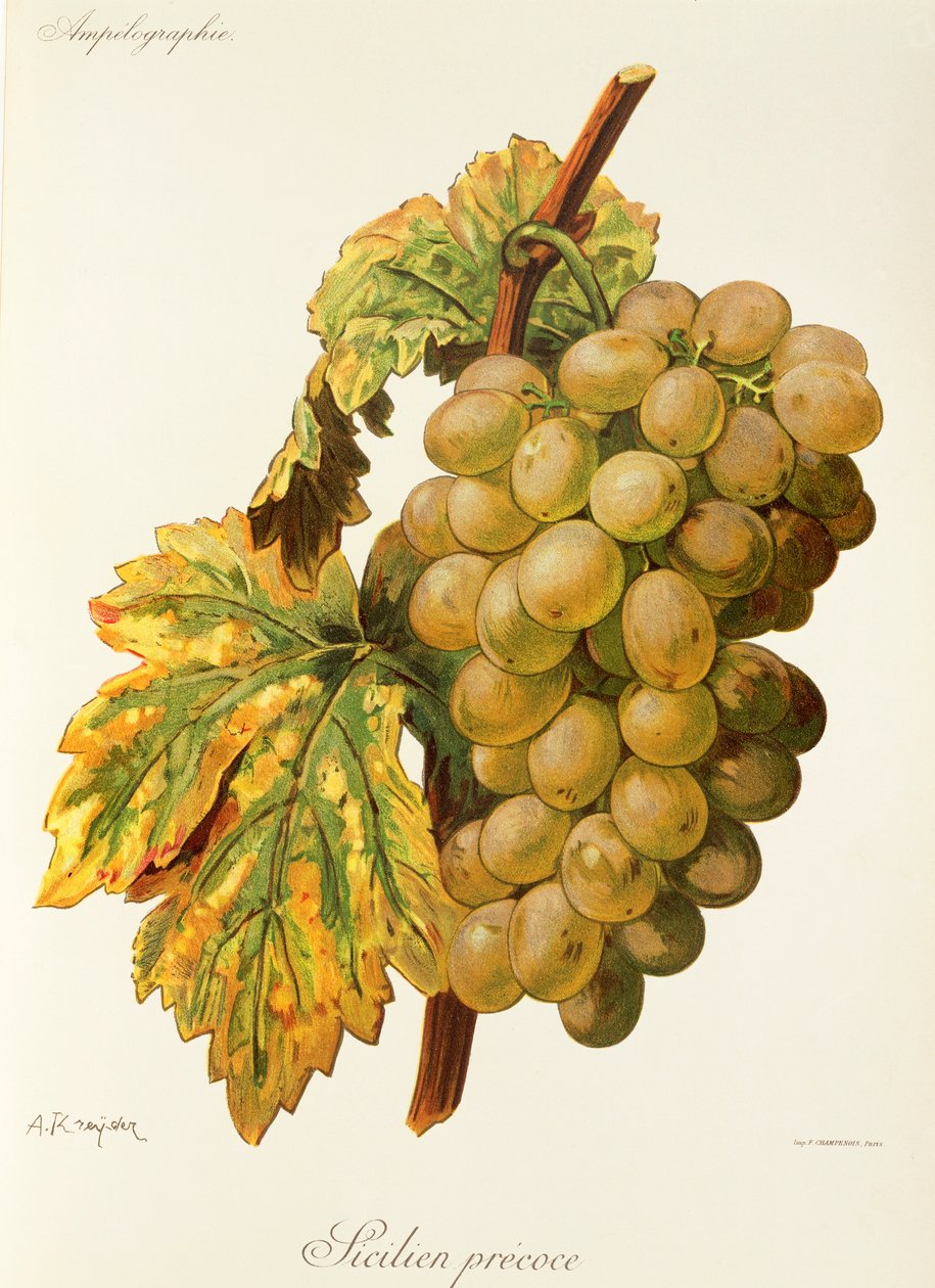 Frankenthal Grape by Alexis Kreyder