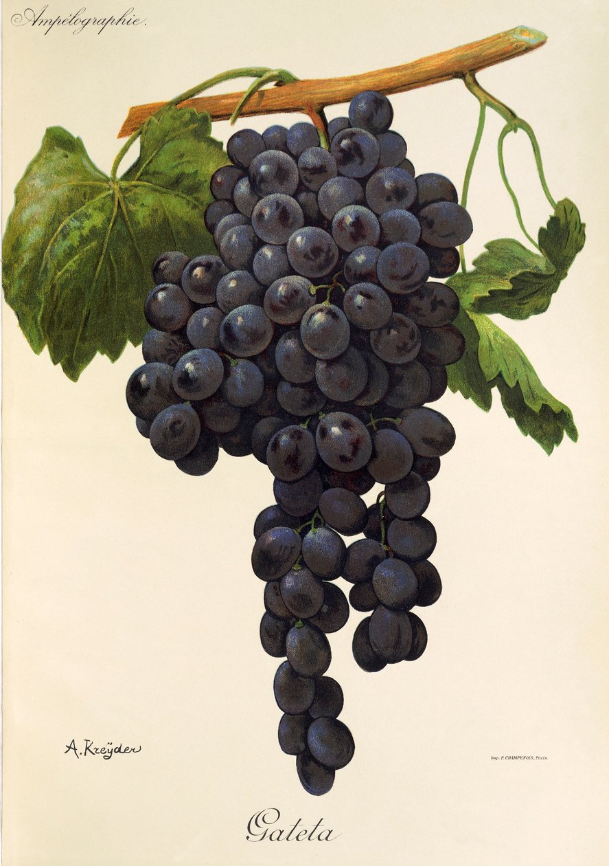 Gateta grape by Alexis Kreyder