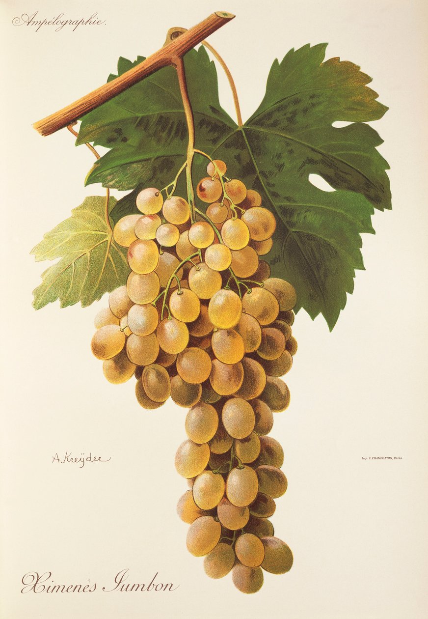 Himenes Jumbon grape by Alexis Kreyder