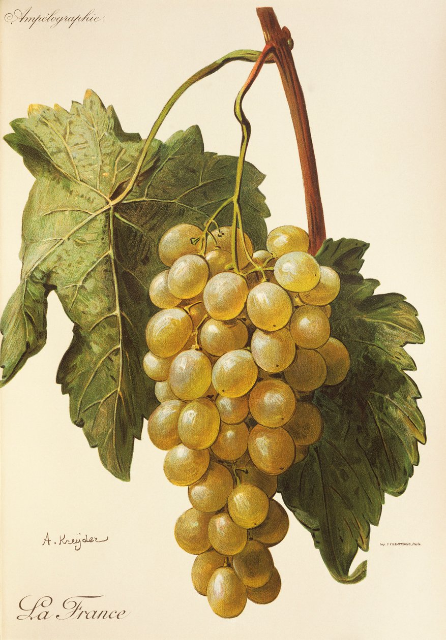 La France grape by Alexis Kreyder