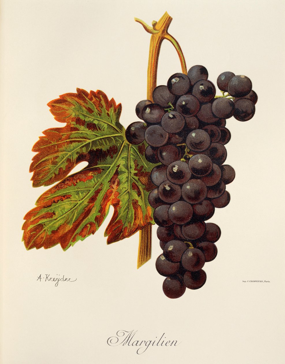 Margilien grape by Alexis Kreyder