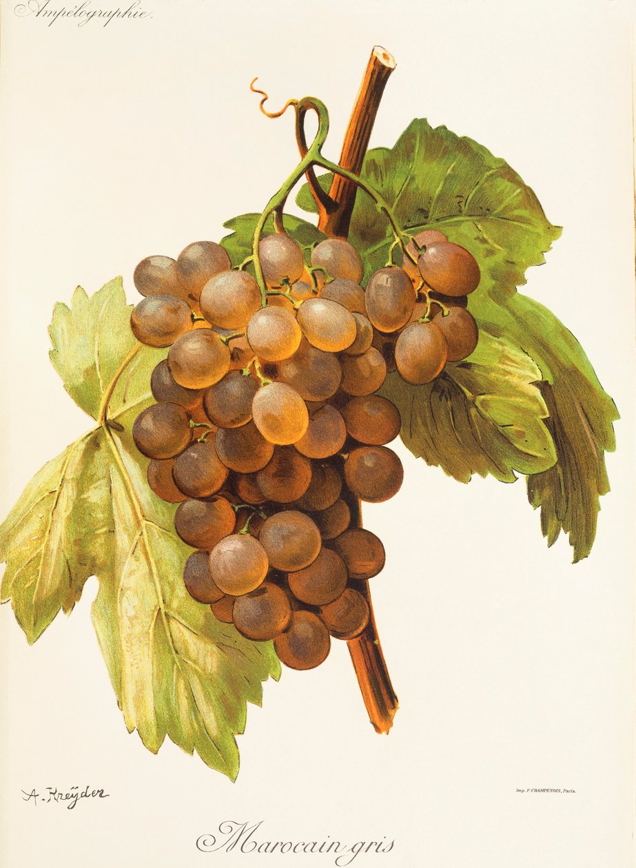 Marocain Gris Grape by Alexis Kreyder