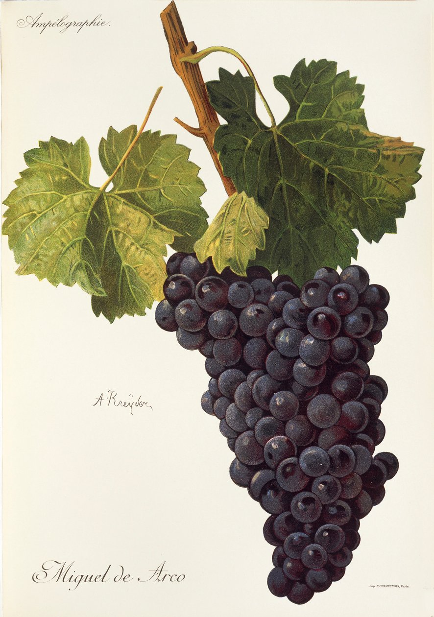 Miguel de Arco grape by Alexis Kreyder