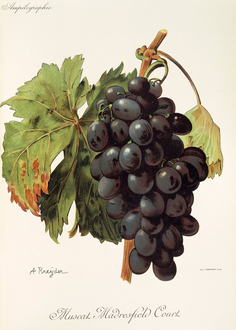Muscat Madrefield Court Grape by Alexis Kreyder