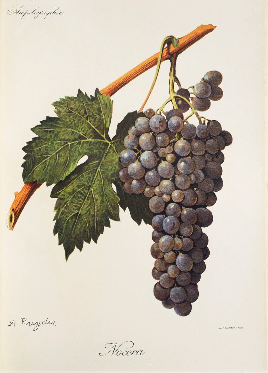 Nocera grape by Alexis Kreyder