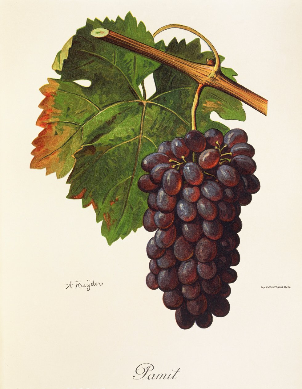Pamit Grape by Alexis Kreyder