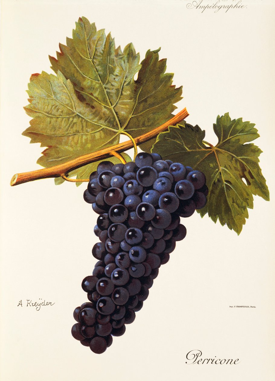 Perricone grape by Alexis Kreyder