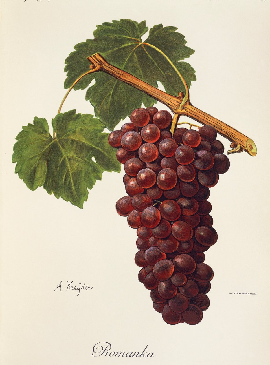Romanka grape by Alexis Kreyder