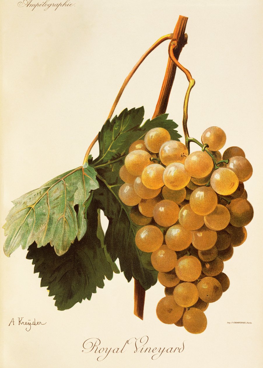 Royal Vineyard grape by Alexis Kreyder