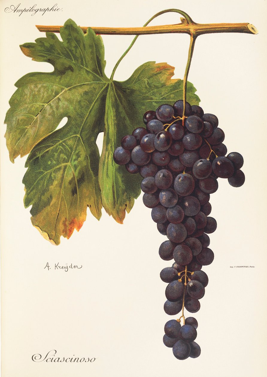Sciascinoso grape by Alexis Kreyder