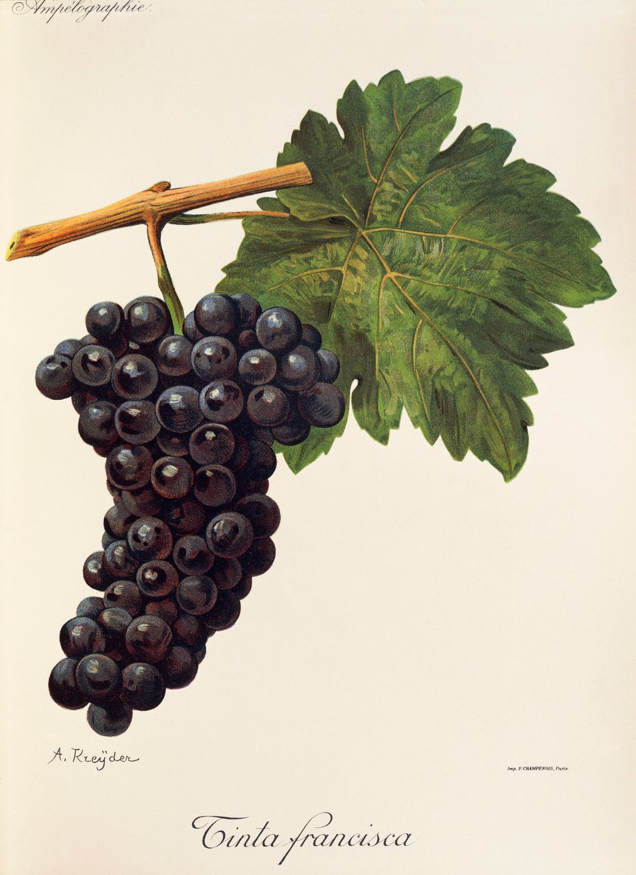 Tinta Francisca grape by Alexis Kreyder