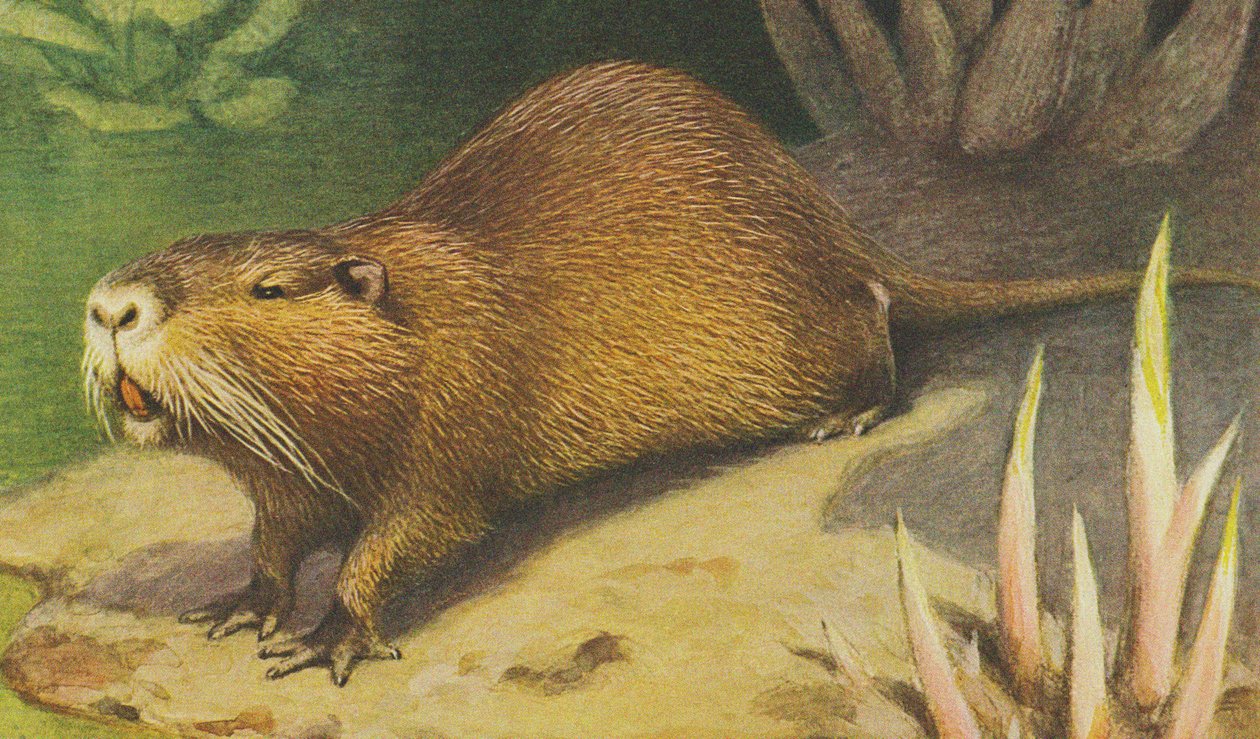 Coypu by Alfred Brehm
