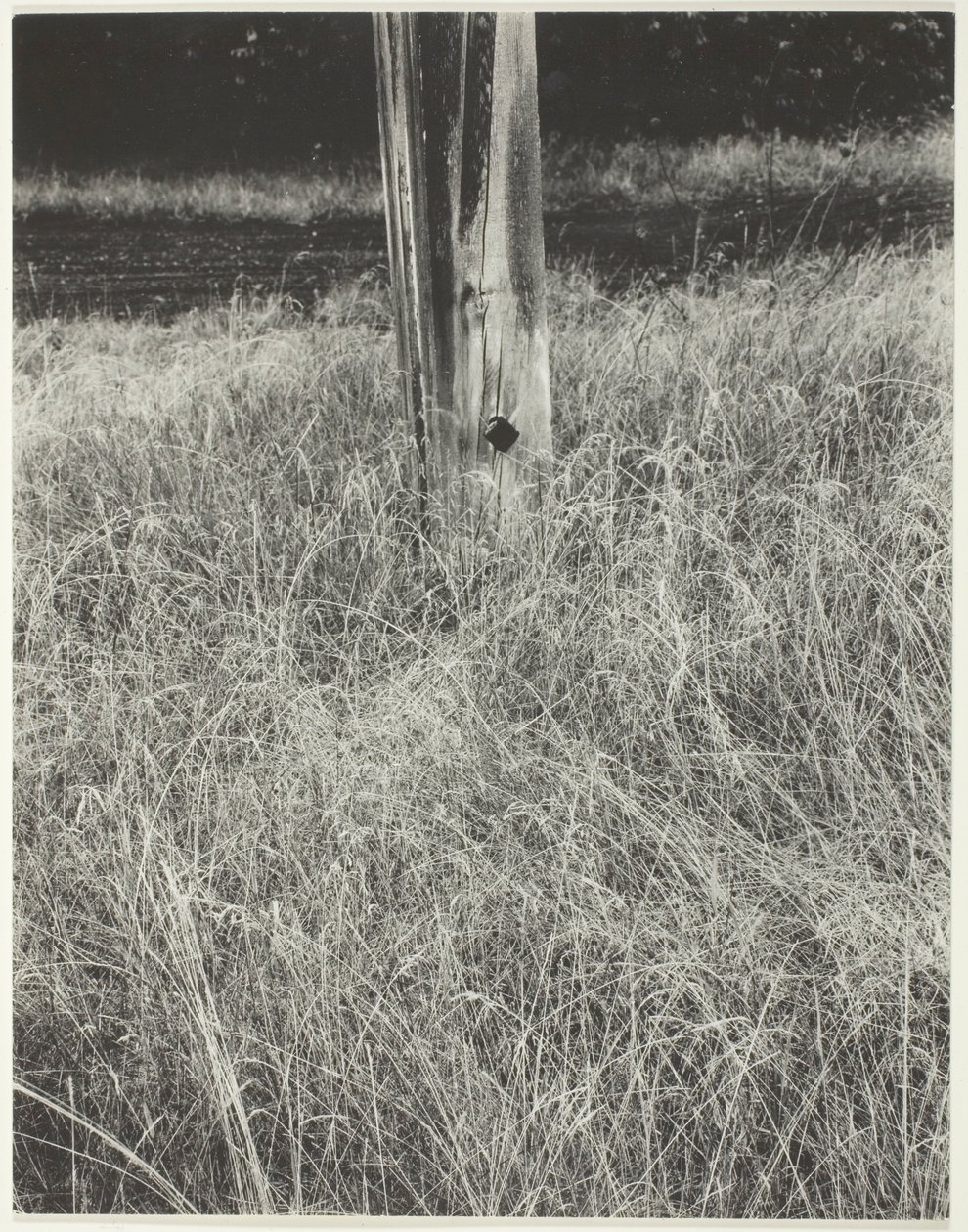 Grass and Flagpole by Alfred Stieglitz