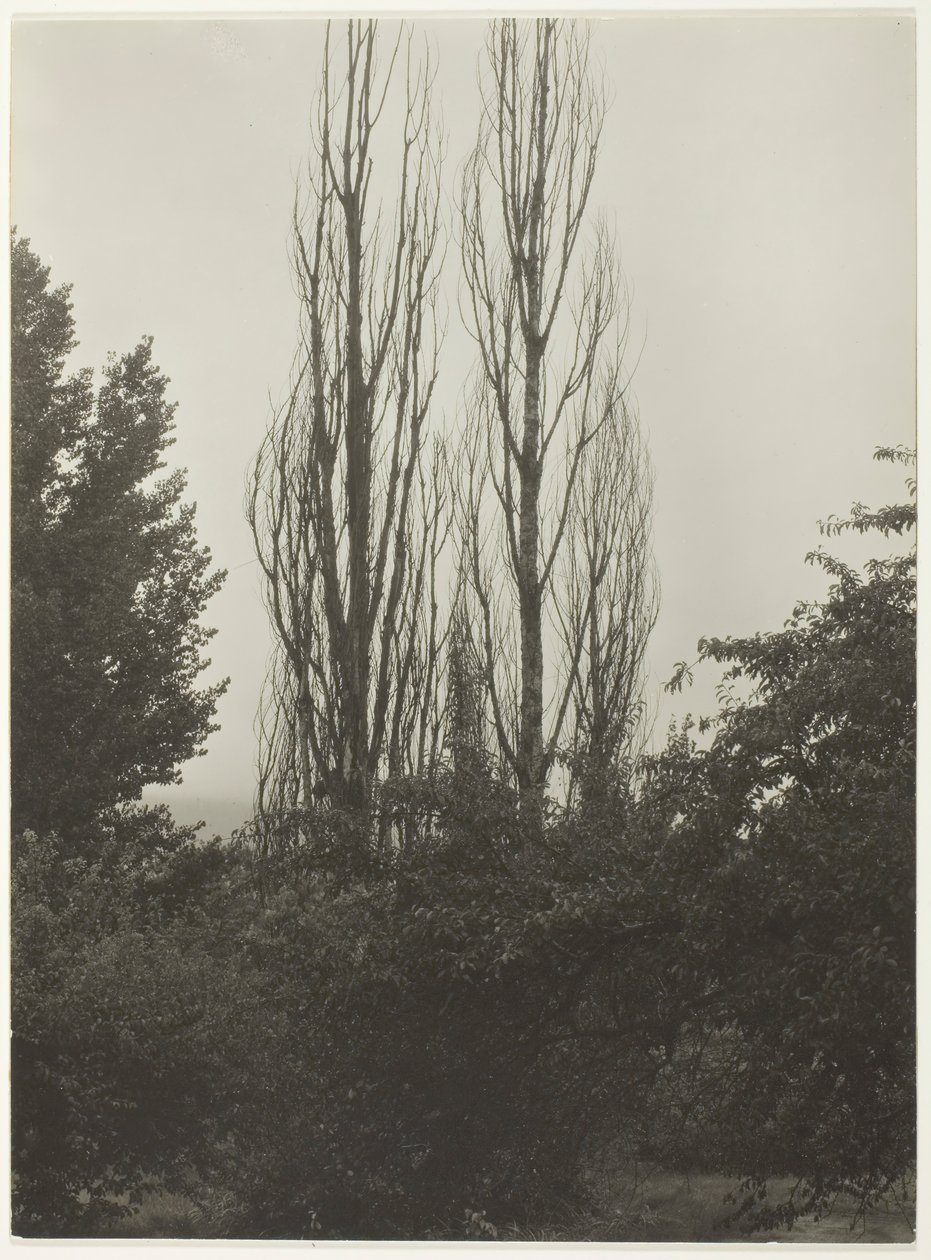 Poplars - Lake George by Alfred Stieglitz