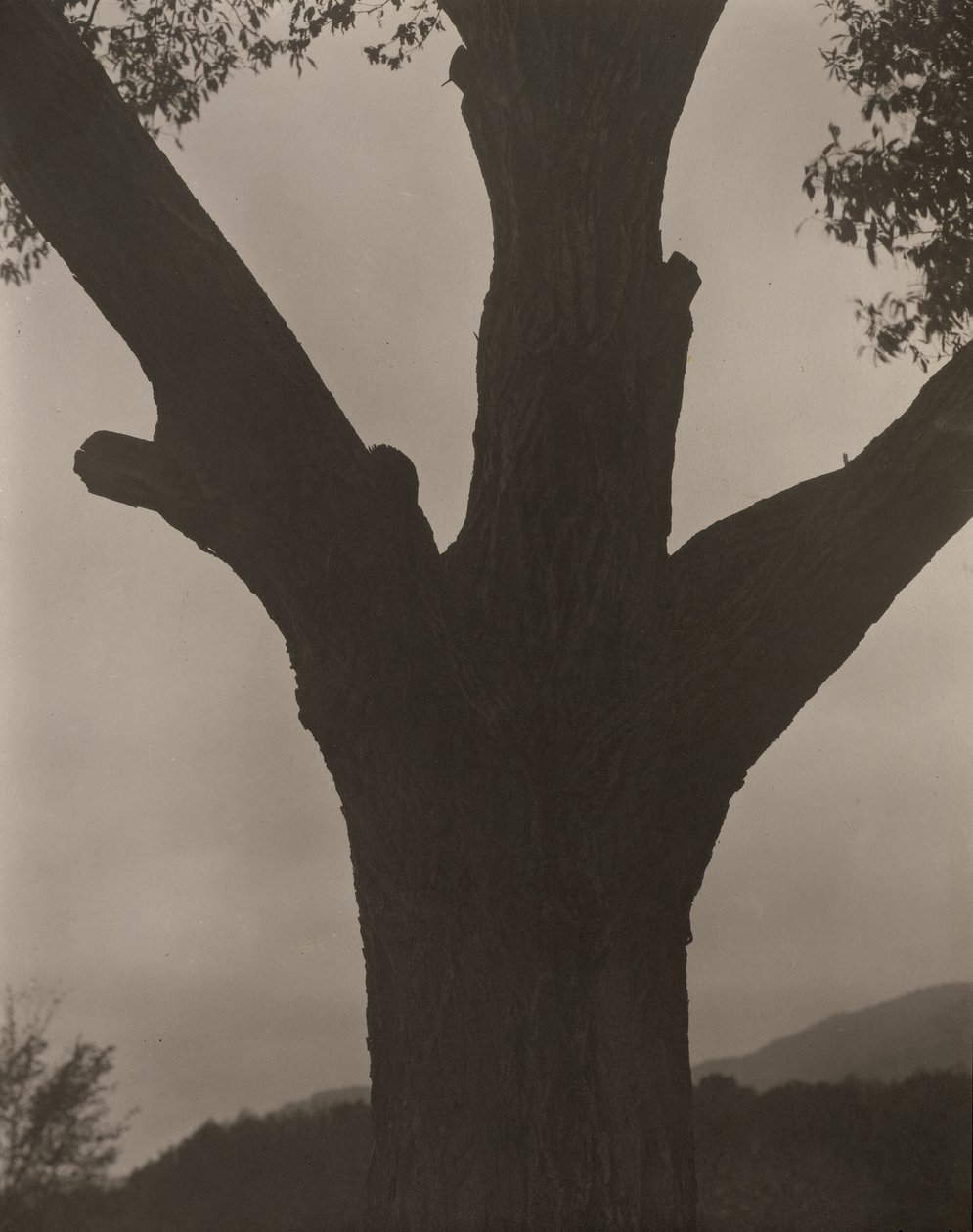 The Dying Chestnut by Alfred Stieglitz