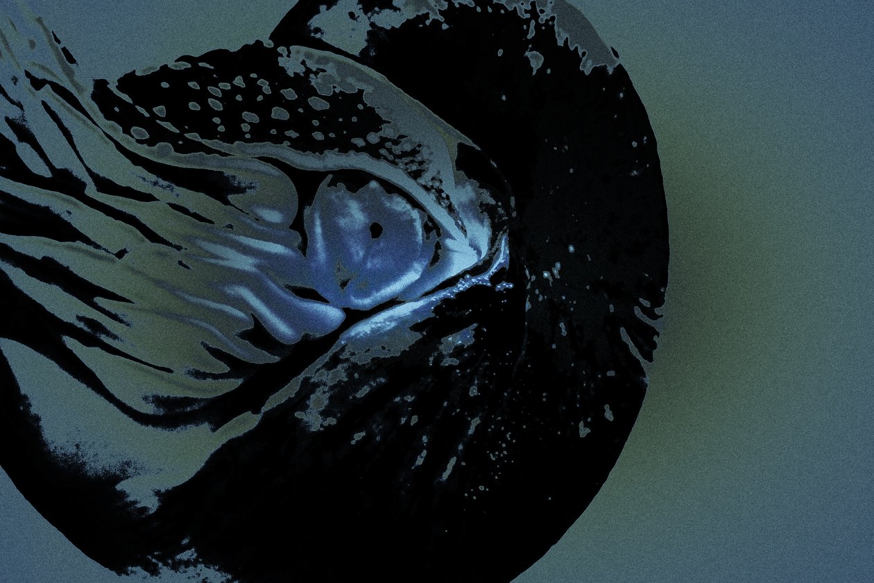 Nautilus by Alice Gur Arie