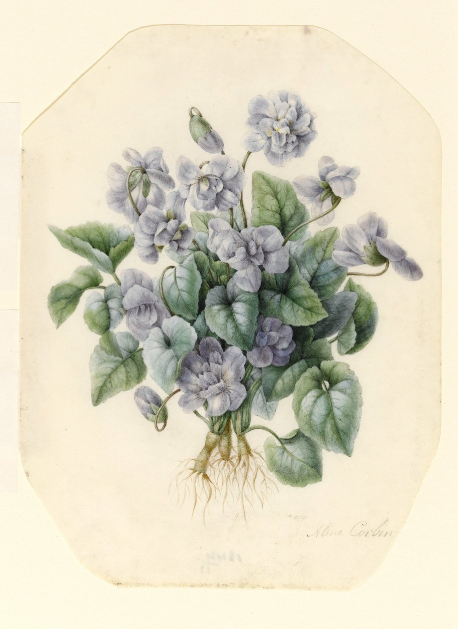 Violets by Aline Corbin