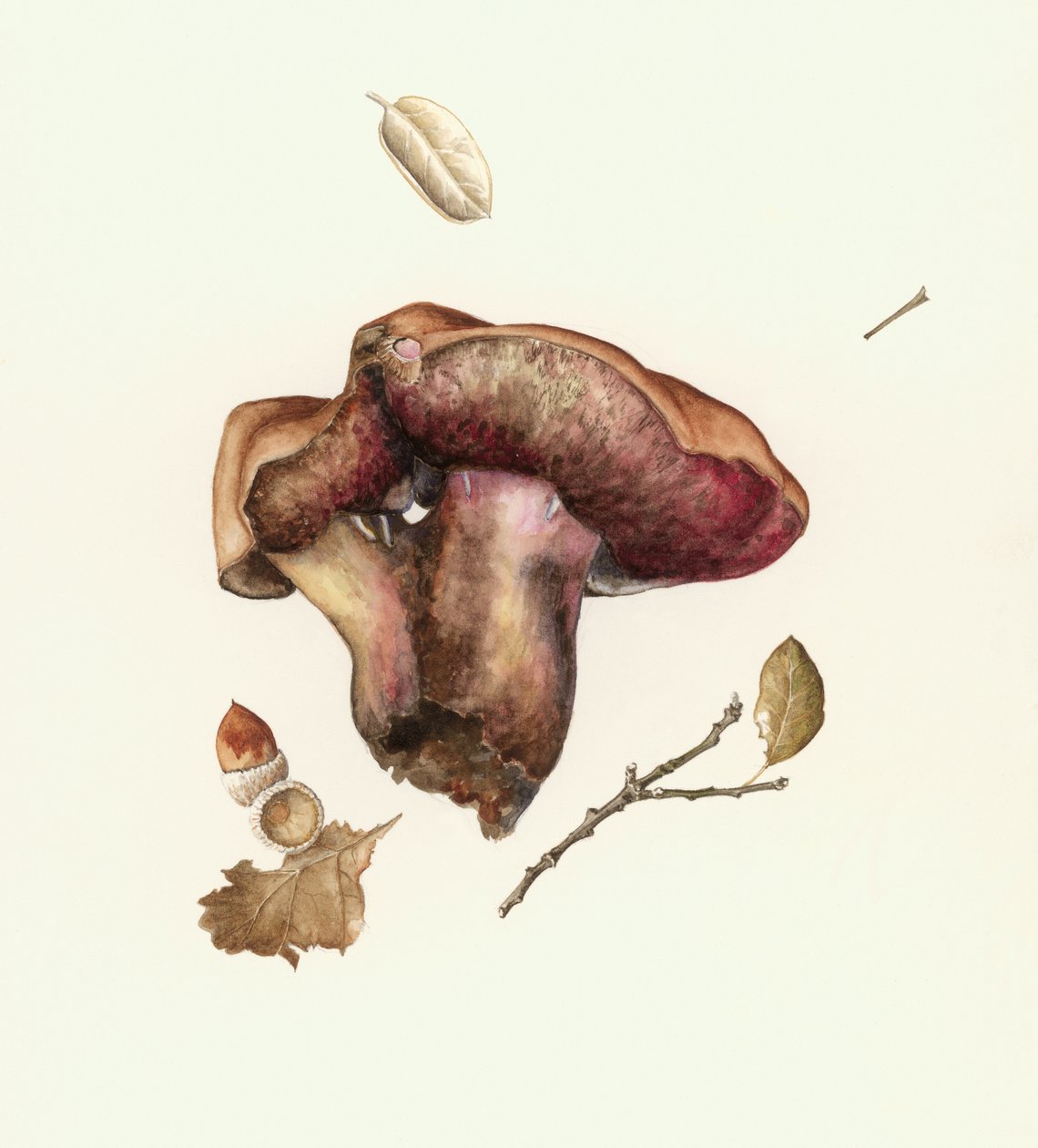Fungus by Alison Cooper