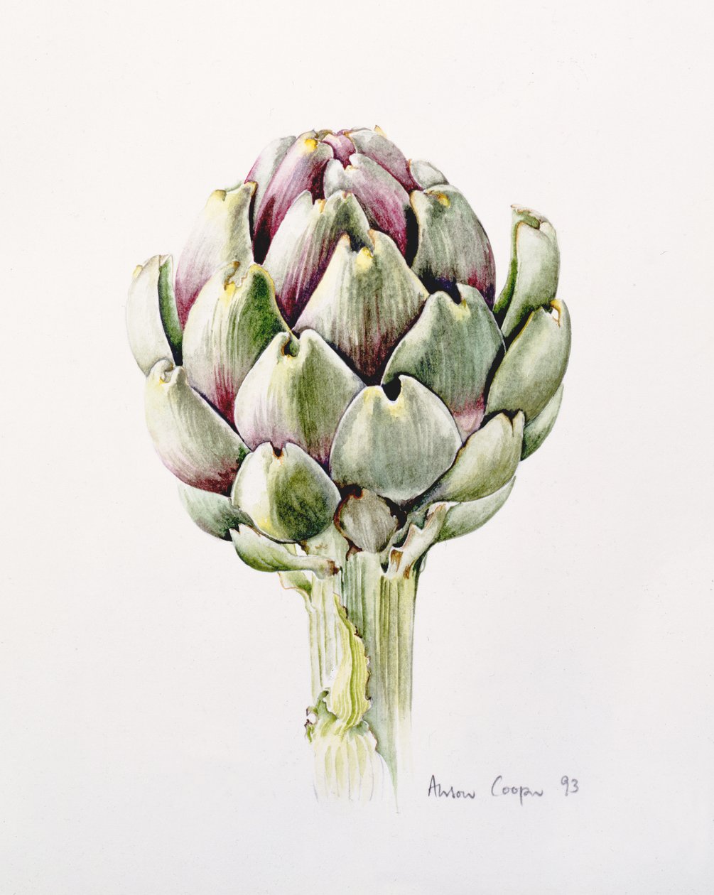 Artichoke Study by Alison Cooper