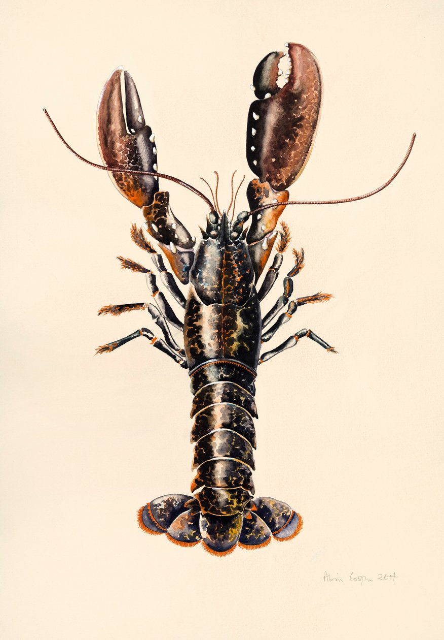 Lobster from Solva by Alison Cooper