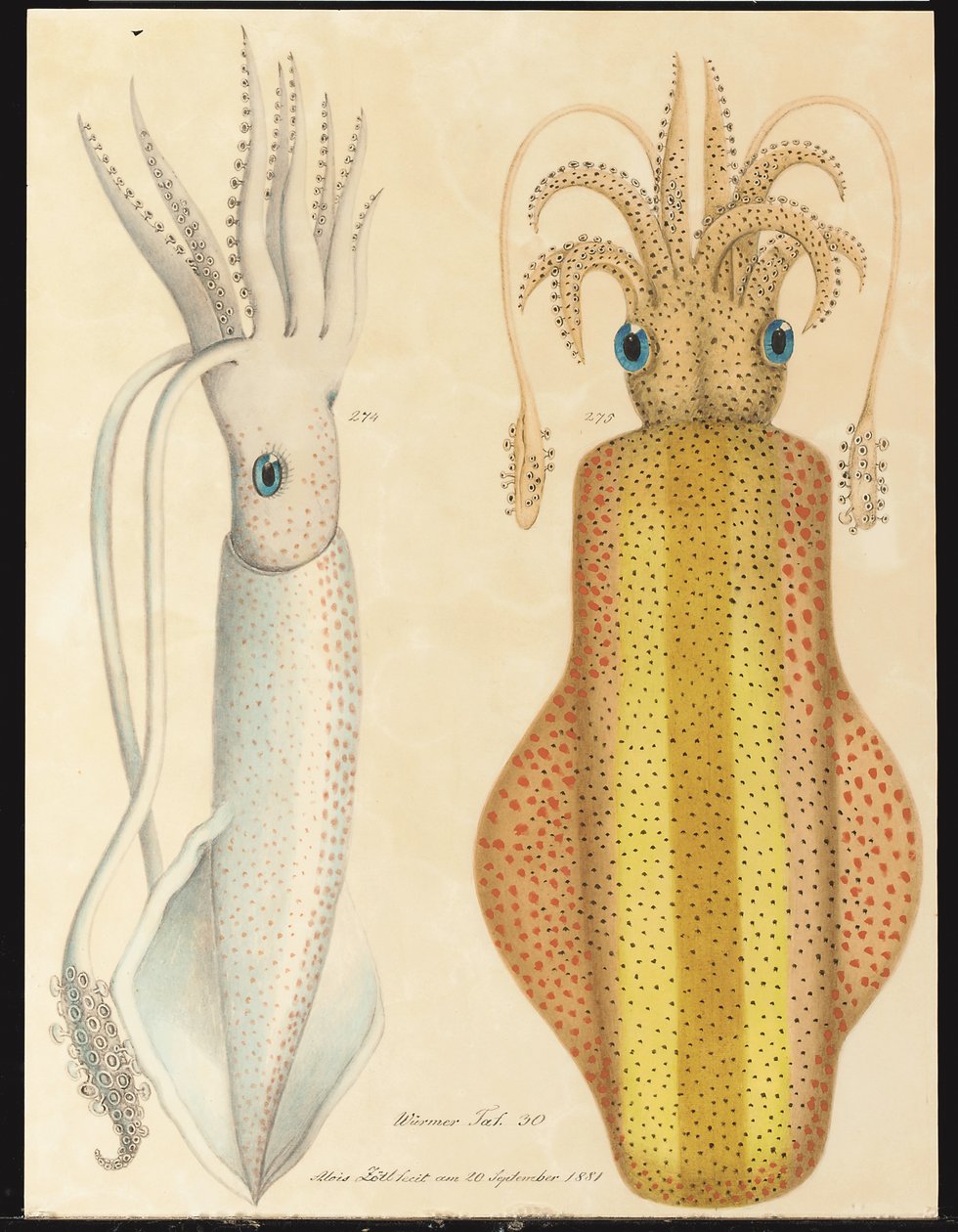Two studies of cuttlefish by Aloys Zötl