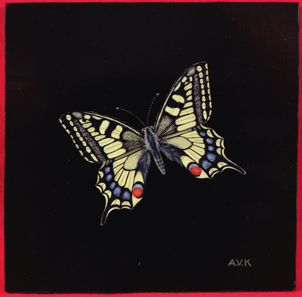 Swallowtail Butterfly by Amelia Kleiser